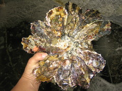 IMG_0740.JPG
